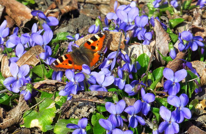 Frühling ist's