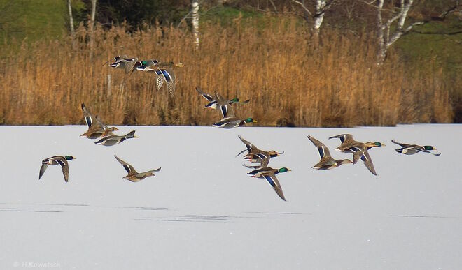 Der Flug der Stockenten