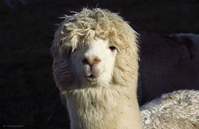 "Wie gefällt euch meine neue Frisur?"