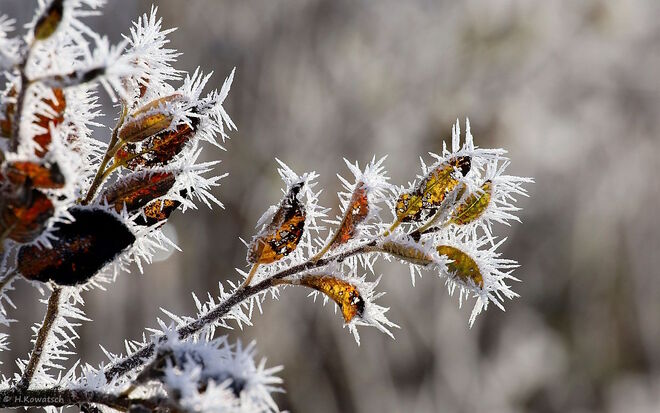 Ein frostiger Novembermorgen