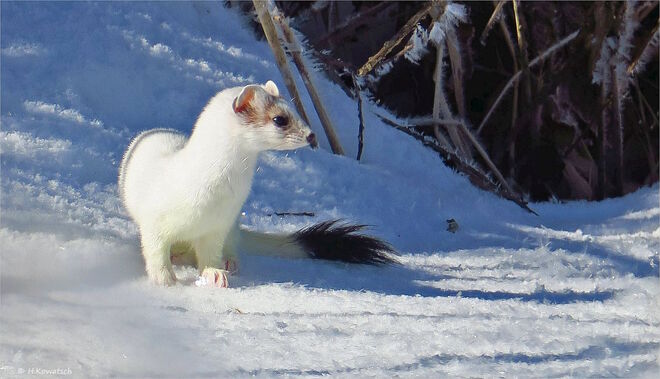 Begegnung im Schnee
