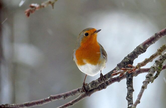 Ein lieber Wintergast