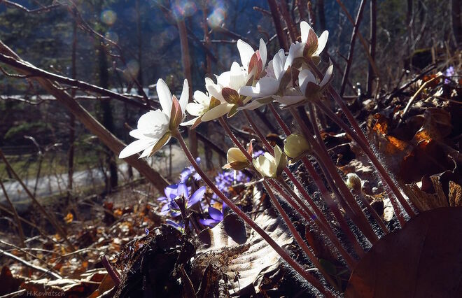 Weiße Leberblümchen