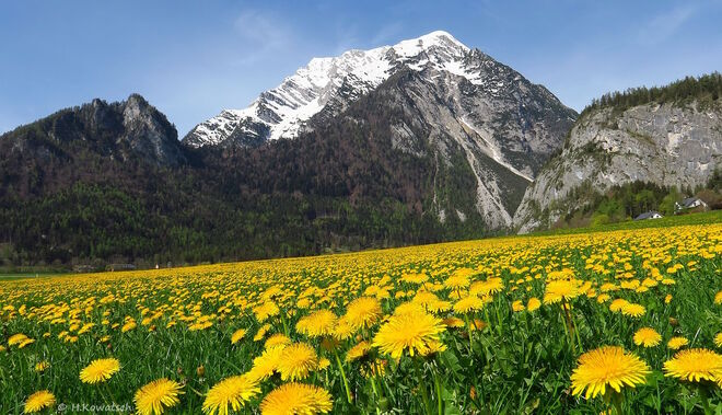 Gelber Blütenteppich