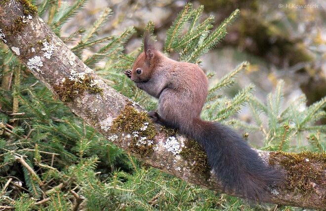 Eichhörnchen bei der Körperpflege