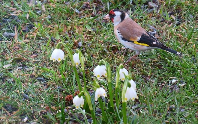 Frühling