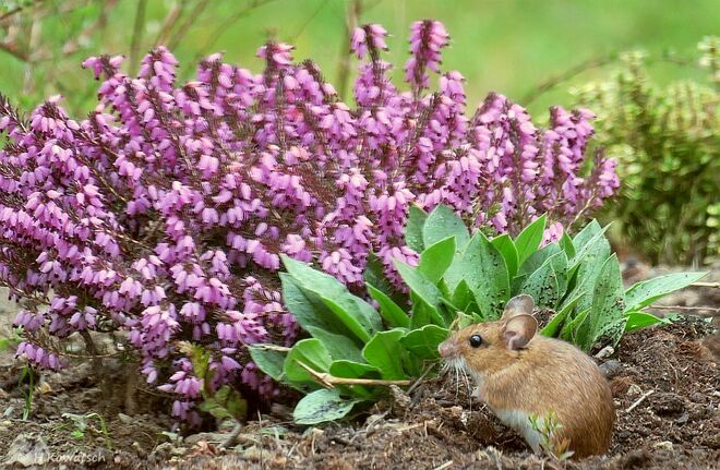 Kleine Maus auf Entdeckungsreise