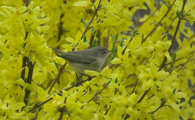 Zilpzalp im Blütenmeer