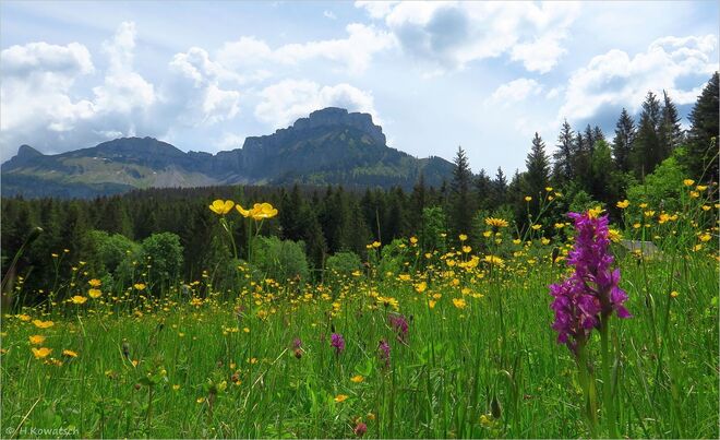 Blumenwiese vorm Loser