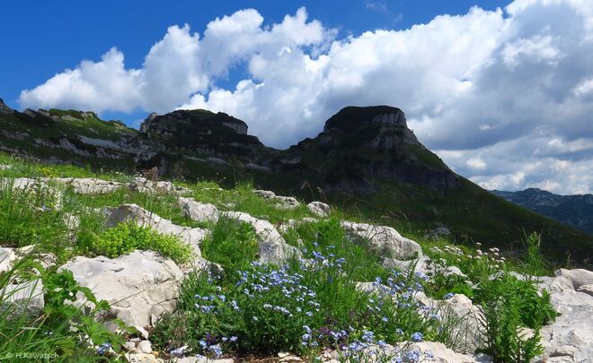 Es blüht im Toten Gebirge