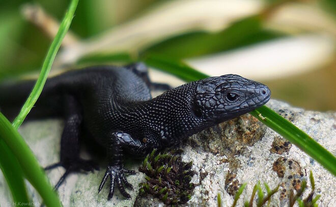 Zootoca vivipara nigra