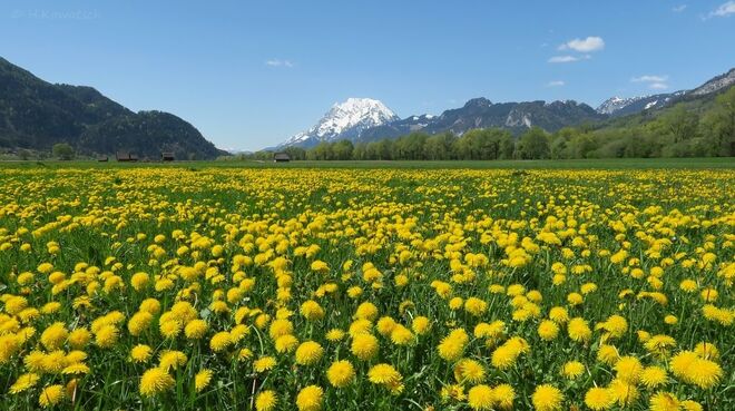 Gelbes Meer und weißer Berg