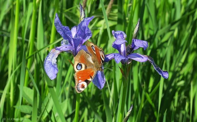 Iris mit feschem Besucher