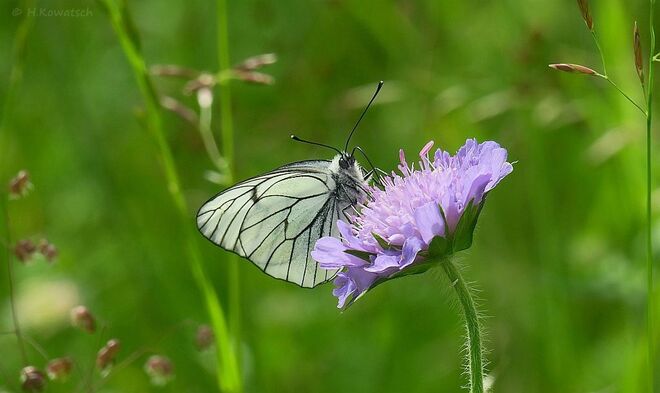 Am Wegesrand entdeckt