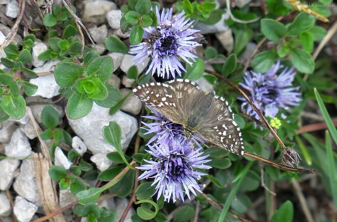 Herzblättrige Kugelblume mit Besucher