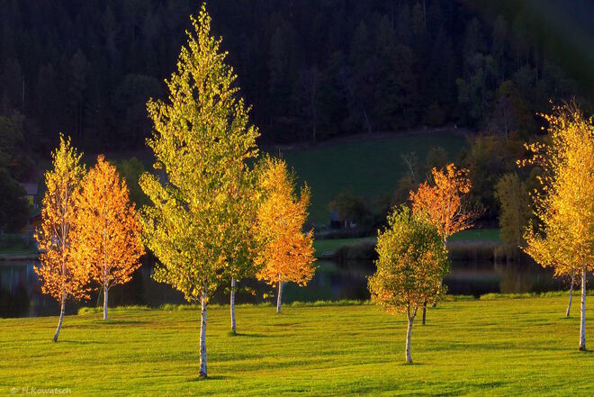 Birken im Abendlicht