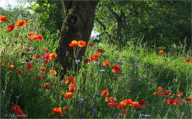 Leuchtende Sommerwiese