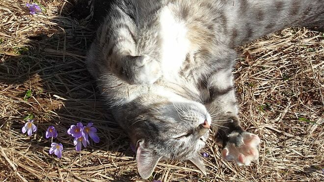 Auf der Frühlingswiese die Sonne genießen