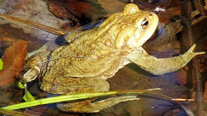 "Was für ein frecher Quälgeist sitzt da auf meiner Nase?"