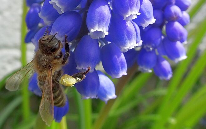 Traubenhyazinthe mit Nektar sammelnder Biene