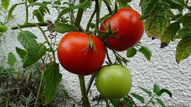 Sommer ist Tomaten-Zeit