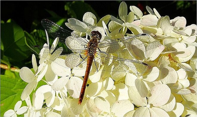 Libelle auf weißer Blütenpracht
