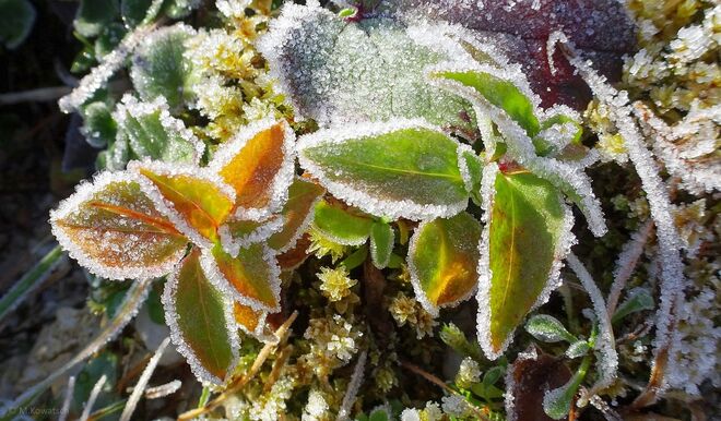 Herbstblätter mit Raureif verziert
