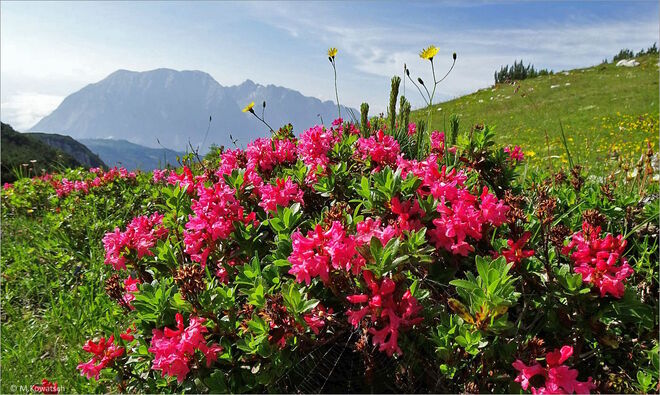 Almrauschblüte vor dem Grimming
