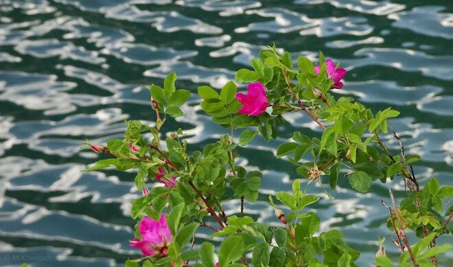 Heckenrose am Gosausee
