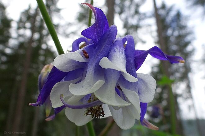Eine besondere Blüte