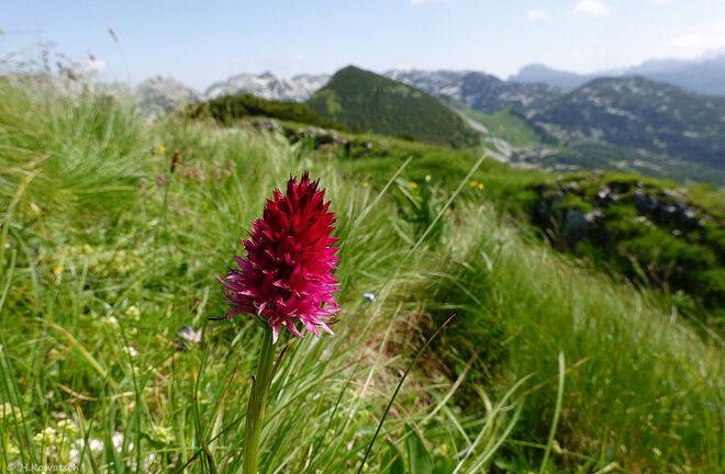 's Kohlröserl