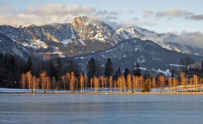 Seebirken im Abendlicht