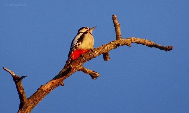 Buntspecht in der Abendsonne