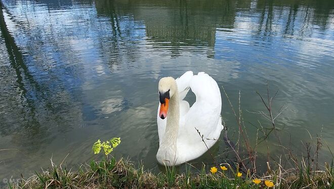 Schwan im Schlossteich
