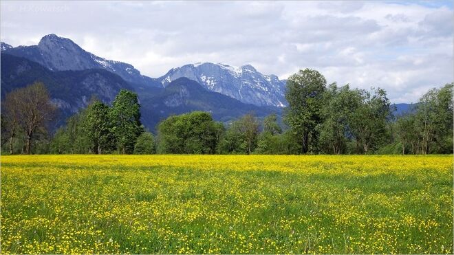 Blühende Wiese im Ennstal