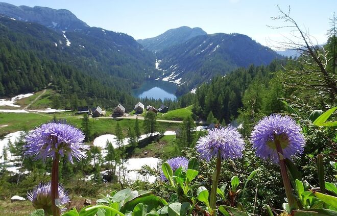 Durch die Blumen geschaut