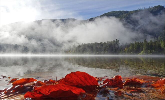 Mystische Morgenstimmung am See
