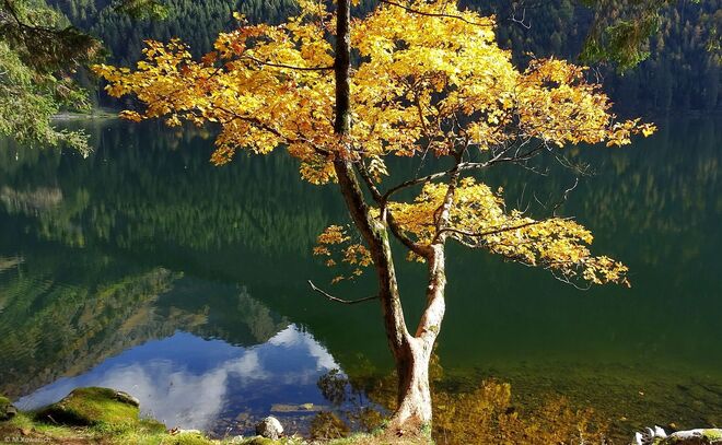 Der Ahornbaum vom Schwarzensee