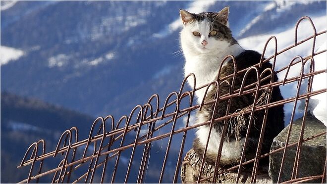 Katze auf ihrem Lieblingsplatzerl