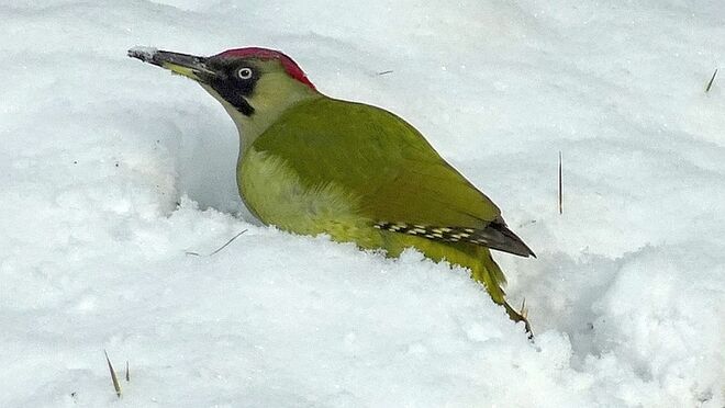 Im Schnee auf Futtersuche