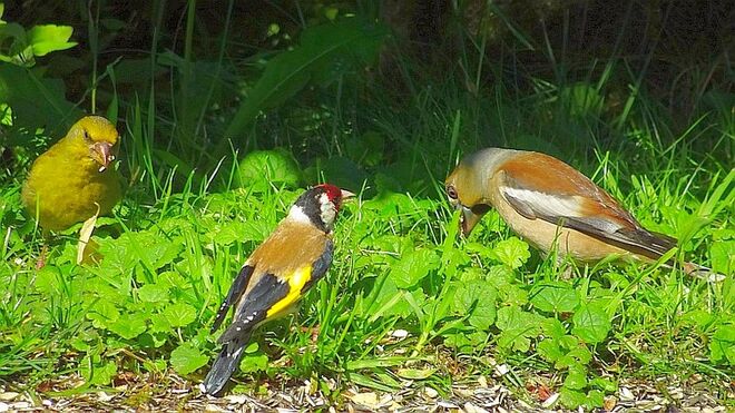 Buntes Vogeltrio