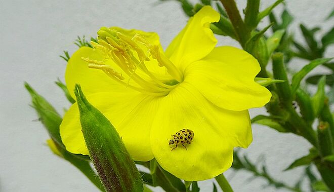 Zweiundzwanzigpunkt-Marienkäfer auf Blüte der Nachtkerze