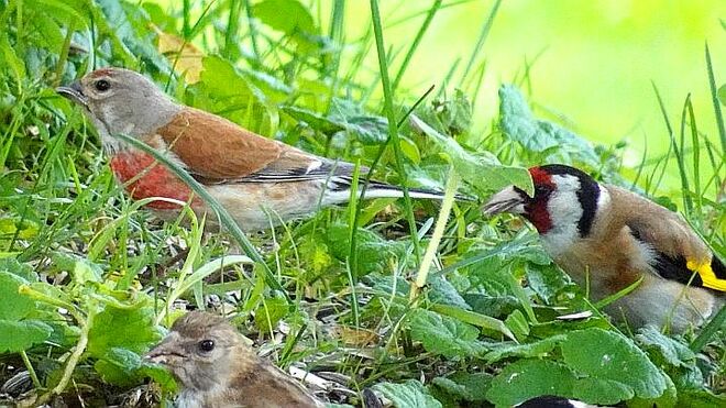 Schöne bunte Vogelwelt