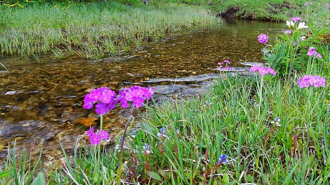 Mehlprimeln am Bachufer