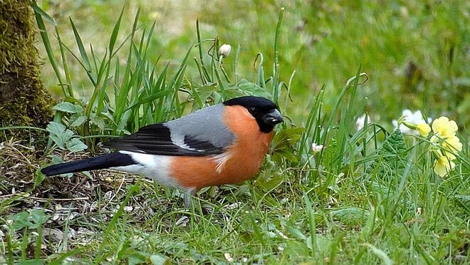 Gimpelmännchen in der Frühlingswiese