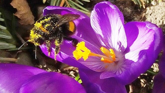 Auf zur nächsten Blüte