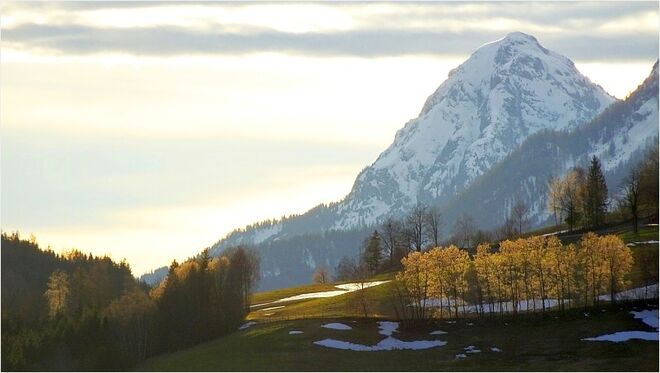 Von der Abendsonne durchleuchtete Baumgruppe