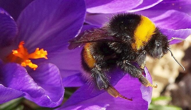 Erdhummel besucht die Krokusse