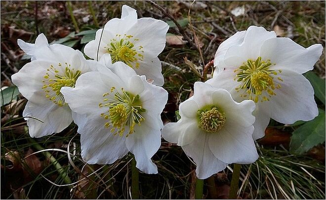 Schneerosen in voller Blüte