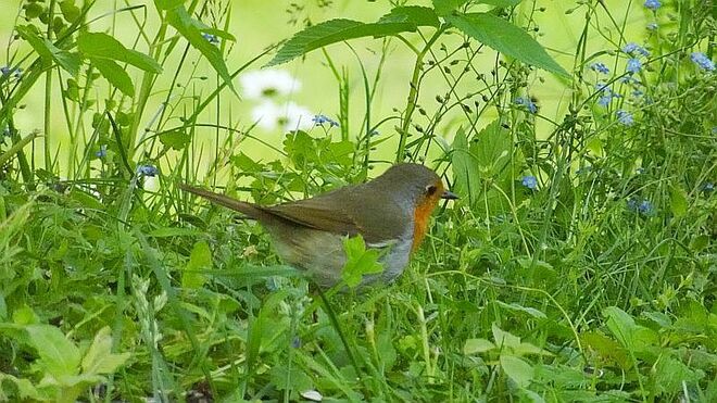 Rotkehlchen in der Frühlingswiese